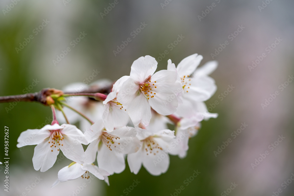 Someiyoshino-Sakura, the most loved cherry blossom in Japan with copy space Someiyoshino-Sakura, the most loved cherry blossom in Japan with copy space