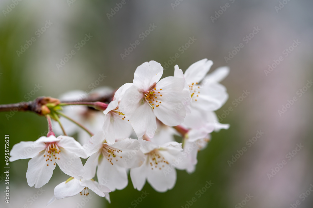 Someiyoshino-Sakura, the most loved cherry blossom in Japan with copy space Someiyoshino-Sakura, the most loved cherry blossom in Japan with copy space