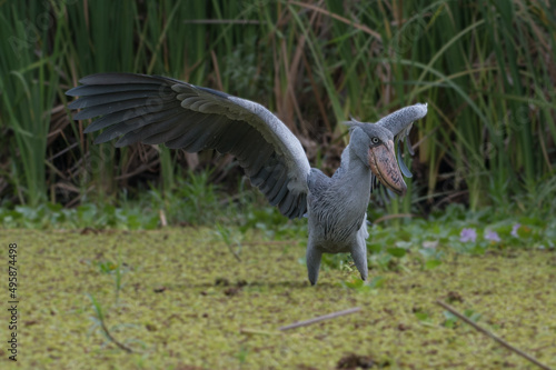 African Balaeniceps (Balaeniceps rex) is a large African bird from the order of the rocks, known especially because of its conspicuously shaped beak. photo