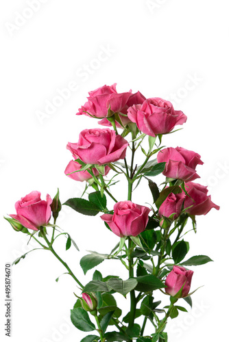 Bouquet of pink roses isolated on a white background. © Serhii