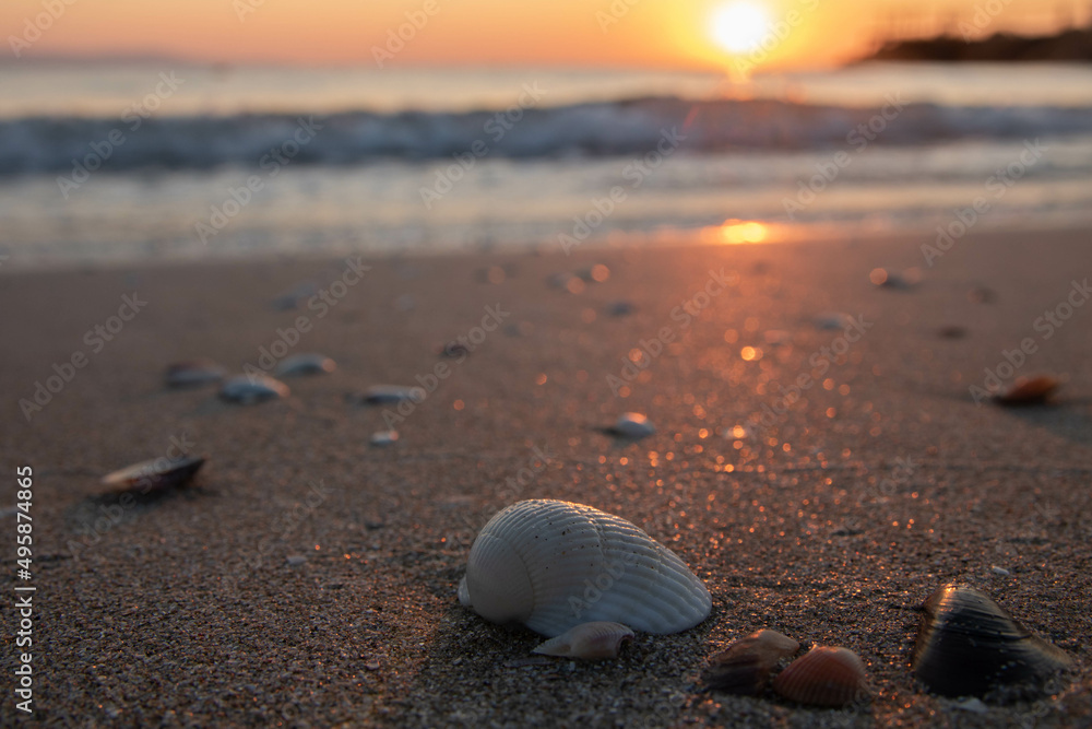 seashell on the beach, sunrise view seashell on the beach, sunrise view