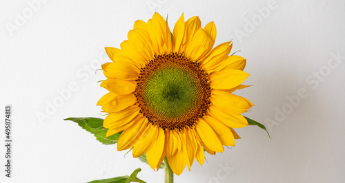 Sch  ne Sonnenblume mit wei  em Hintergrund BAnner