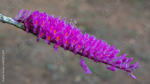 Closeup view of bright pink and orange flowers of tropical epiphytic orchid species dendrobium secundum aka toothbrush orchid isolated on natural outdoor background photo