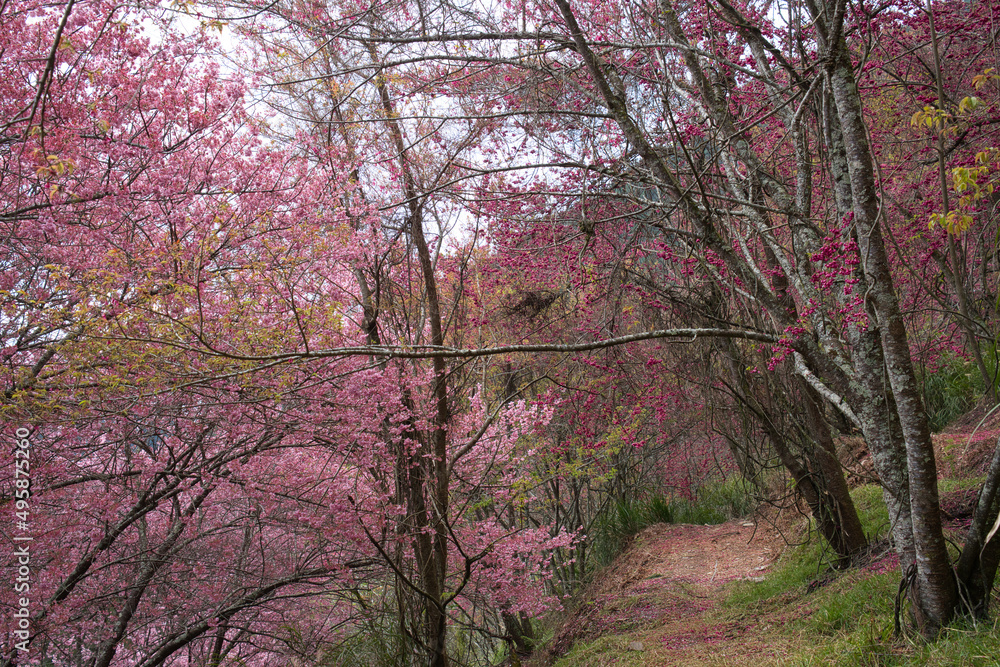 Beautiful pink cherry blooms (sakura tree) in the park.