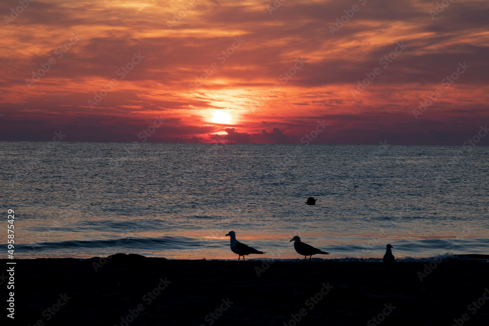 seagulls on the beach. Sunrise landscape 