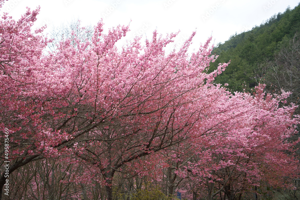 Beautiful pink cherry blooms (sakura tree) in the park.