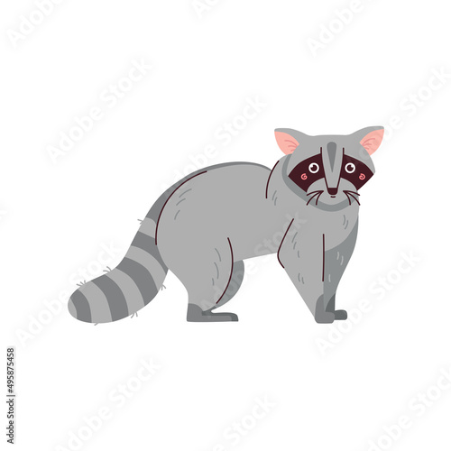 Raccoon flat vector illustration isolated on white background. Cute raccoon animal. Forest wild inhabitant with grey fur.