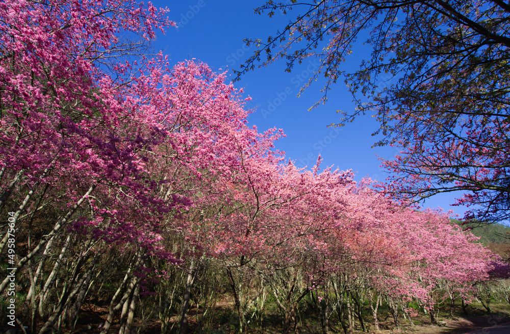 Beautiful pink cherry blooms (sakura tree) in the park. Beautiful pink cherry blooms (sakura tree) in the park.