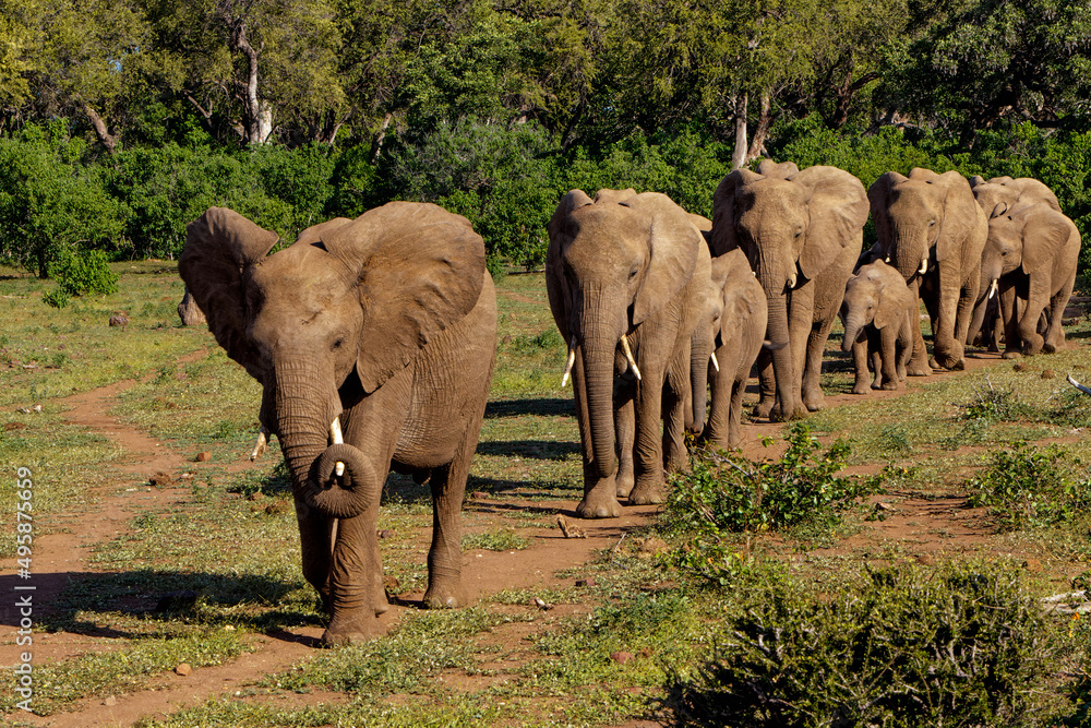 Fototapeta premium Elephant herd walking in the green season in Mashatu Game Reserve in the Tuli Block in Botswana