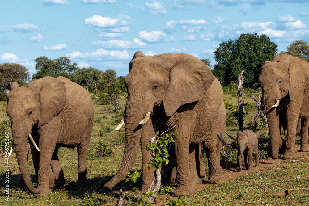 Fototapeta premium Elephant herd walking in the green season in Mashatu Game Reserve in the Tuli Block in Botswana