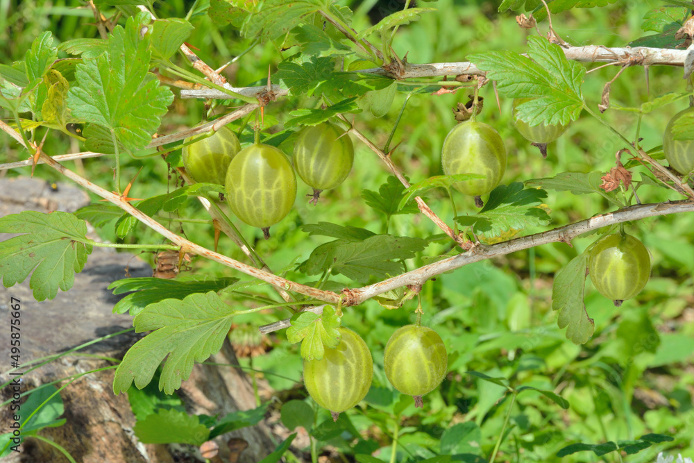 Branch of gooseberry bush with berries