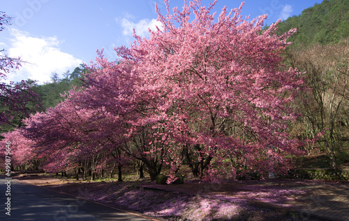 Beautiful pink cherry blooms (sakura tree) in the park.