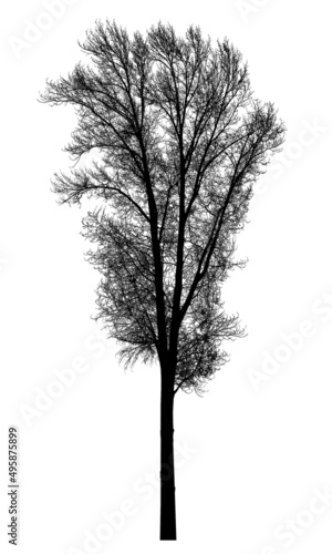 Silhouette of a tree on a white background. Realistic black and white illustration of a poplar tree.