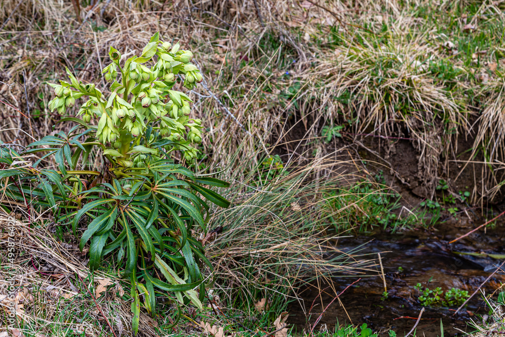 Stinking hellebore on the bank of a stream. Helleborus foetidus. Stinking hellebore on the bank of a stream. Helleborus foetidus.