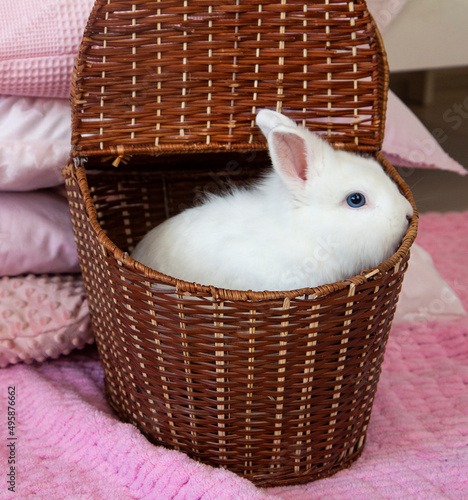 white rabbit in a basket