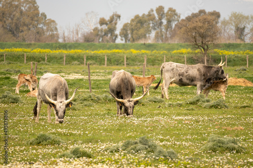 Wallpaper Mural Italy Tuscany natural park of the Maremma, called the Uccellina Alberese park, Maremma cows grazing with cubs Torontodigital.ca