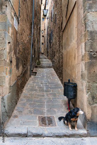 Dog waiting in the narrow streets of Cortona, Iraly © Frankix