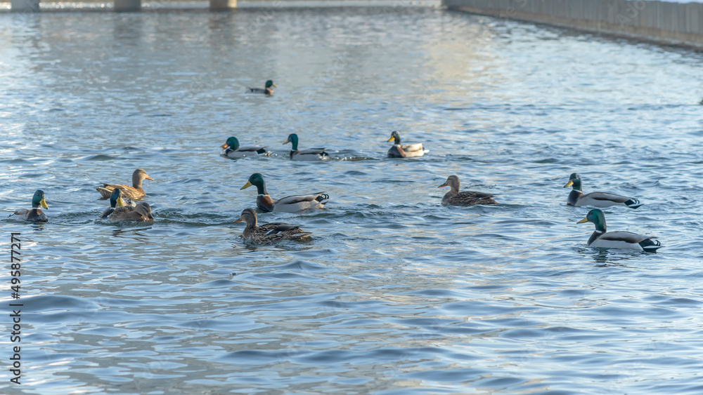 Fototapeta premium Waterfowl ducks and drakes on a winter river near open water in the city. A flock of ducks in the cold water.