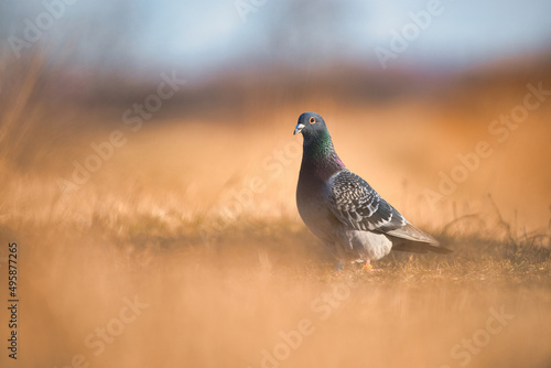 Photos Messenger pigeon on the ground