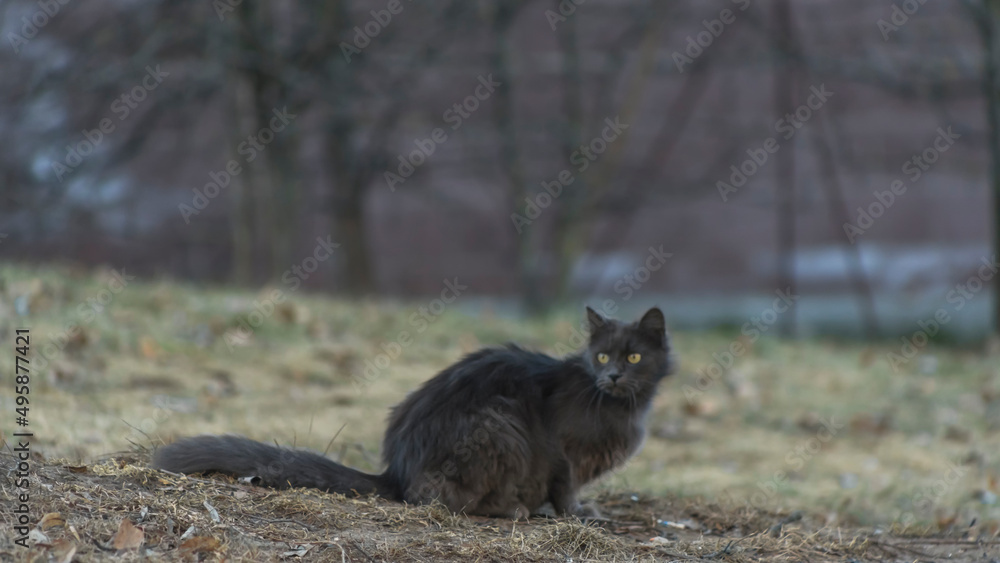 Homeles cat is looking for shelter. Abandoned animal, street cat. The cat is waiting for new owners. Homeles cat is looking for shelter. Abandoned animal, street cat. The cat is waiting for new owners.