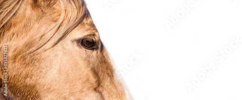Horse background. The american palomino quarter portrait. Banner on white. High Keys photo