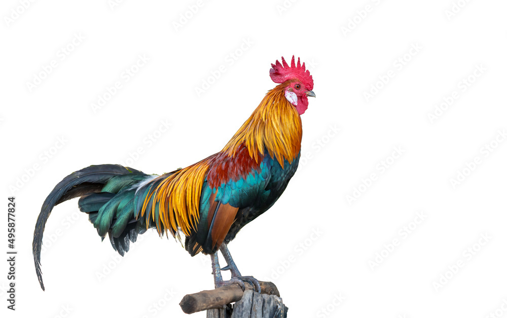  A beautiful rooster isolated on white background