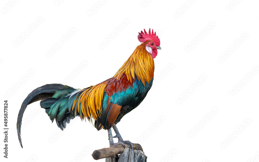 A beautiful rooster isolated on white background A beautiful rooster isolated on white background