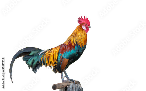  A beautiful rooster isolated on white background