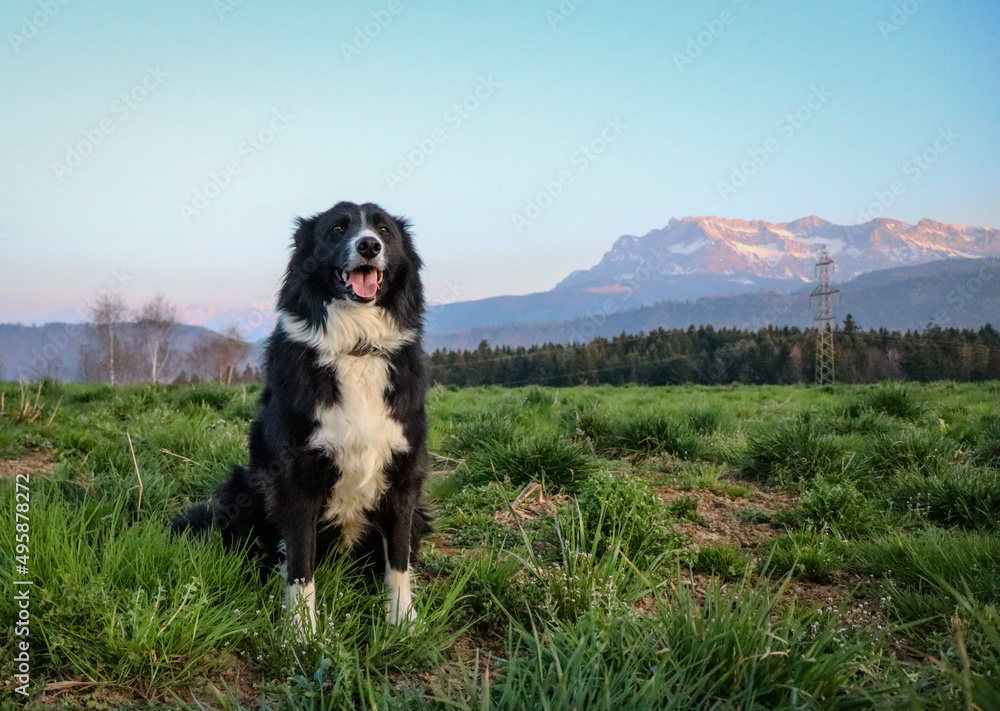 Fototapeta premium Hund & Natur