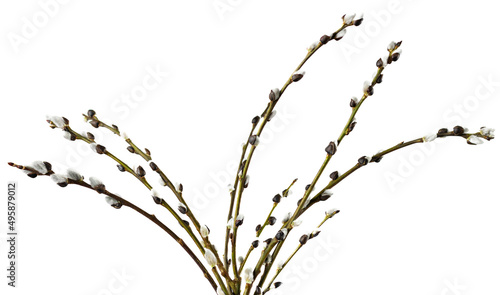 Three Easter willow branches on a white background macro