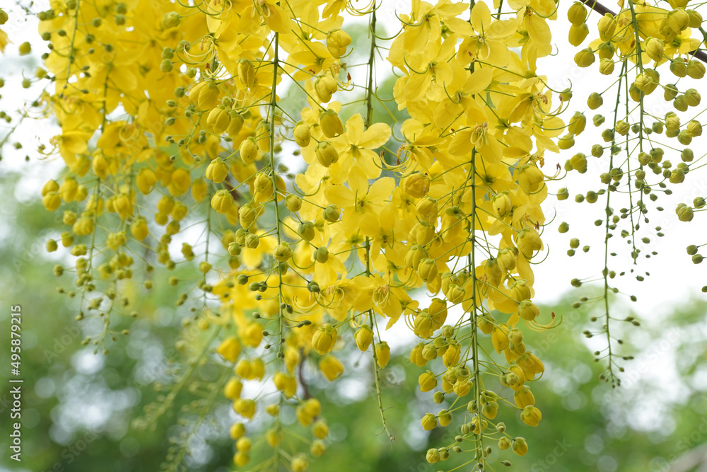 Ratchaphruek or Multiply flowers, Cassia fistula L. or golden shower are blooming on the tree. Tropical yellow flowers that bloom in summer. Symbol of Songkran Festival. Ratchaphruek or Multiply flowers, Cassia fistula L. or golden shower are blooming on the tree. Tropical yellow flowers that bloom in summer. Symbol of Songkran Festival.
