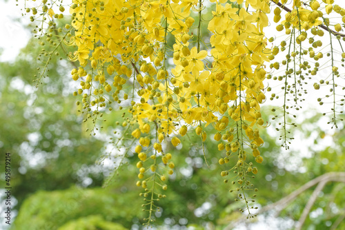 Ratchaphruek or Multiply flowers, Cassia fistula L. or golden shower are blooming on the tree. Tropical yellow flowers that bloom in summer. Symbol of Songkran Festival.
