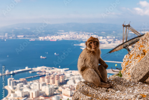 Barbary macaque monkey on the Rock of Gibraltar, with Algeciras Bay in the background  © farec