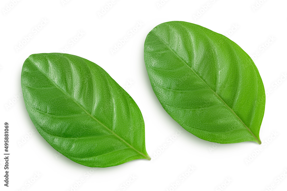 Obraz premium Fresh Guava leaf isolated on white background with clipping path