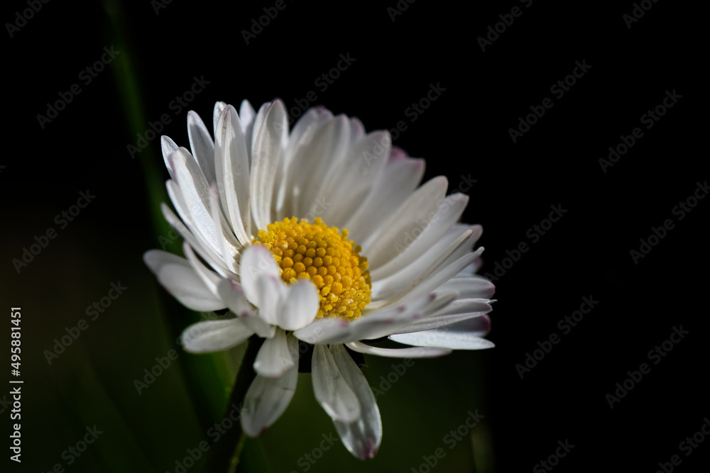 Obraz premium Pâquerette - Bellis perennis - Astéracées, 