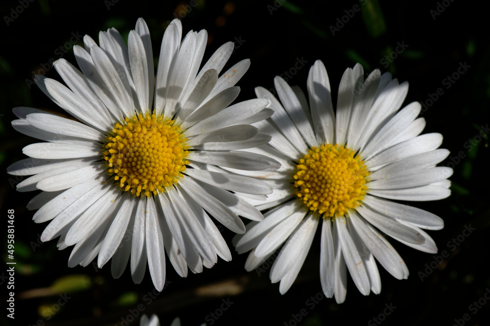 Fototapeta premium Pâquerette - Bellis perennis - Astéracées, 