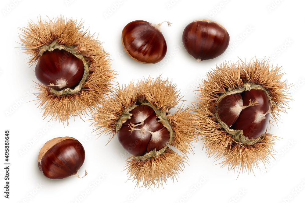 opened sweet chestnut in its spiky husk isolated on white. Top view. Flat lay. opened sweet chestnut in its spiky husk isolated on white. Top view. Flat lay.