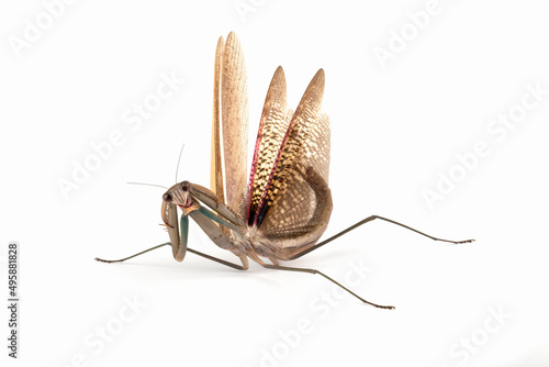 Brown mantis (Tenodera sinensis) self defense position on white background. photo