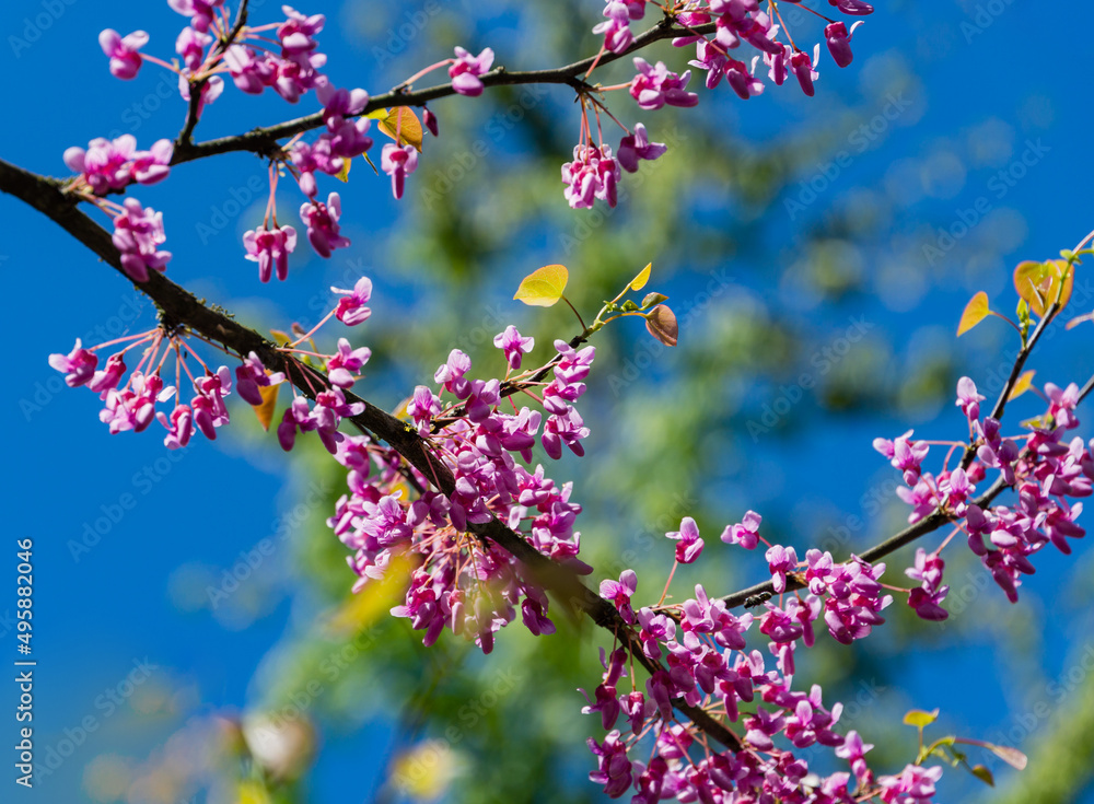 Close-up of purple spring blossom of Eastern Redbud, or Eastern Redbud Cercis canadensis in sunny day. Selective focus. Nature concept for design. Close-up of purple spring blossom of Eastern Redbud, or Eastern Redbud Cercis canadensis in sunny day. Selective focus. Nature concept for design.