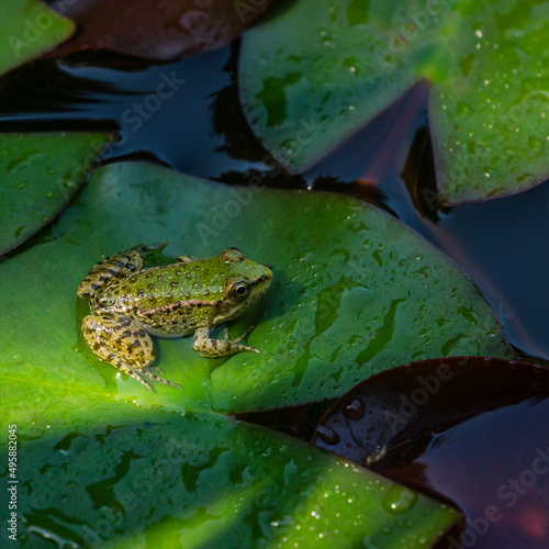 Green Frog Rana ridibunda (pelophylax ridibundus) sits on the water lily leaf in garden pond. Water lily leaves covered with raindrops. Natural habitat and nature concept for design photo