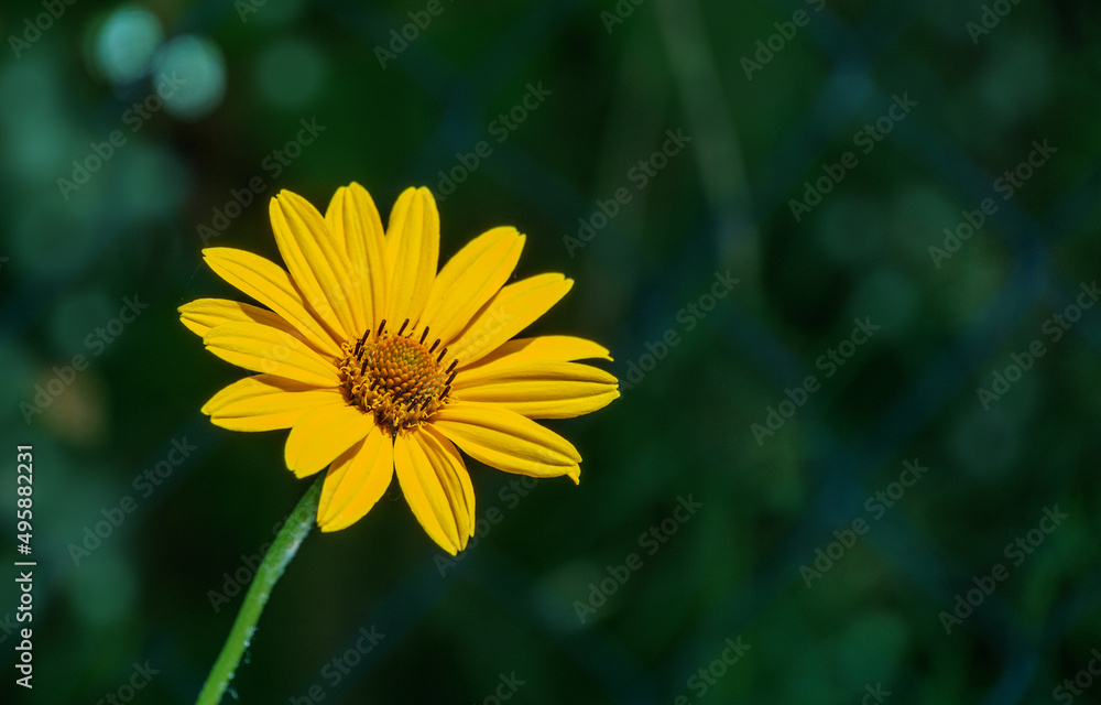 Closeup macro of yellow flower of Heliopsis helianthoides or false sunflower. Yellow flower head of rough or smooth oxeye on blurred green background. Closeup macro of yellow flower of Heliopsis helianthoides or false sunflower. Yellow flower head of rough or smooth oxeye on blurred green background.