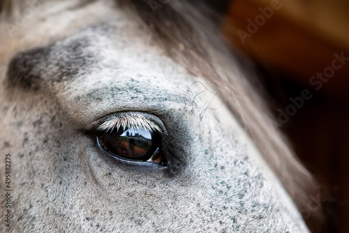 Portrait of a gray horse  close-up eye.