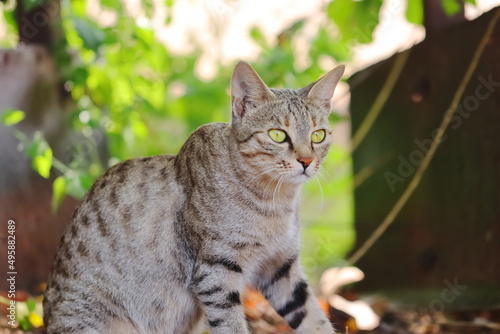 photo of a tabby grey cat posing in the garden