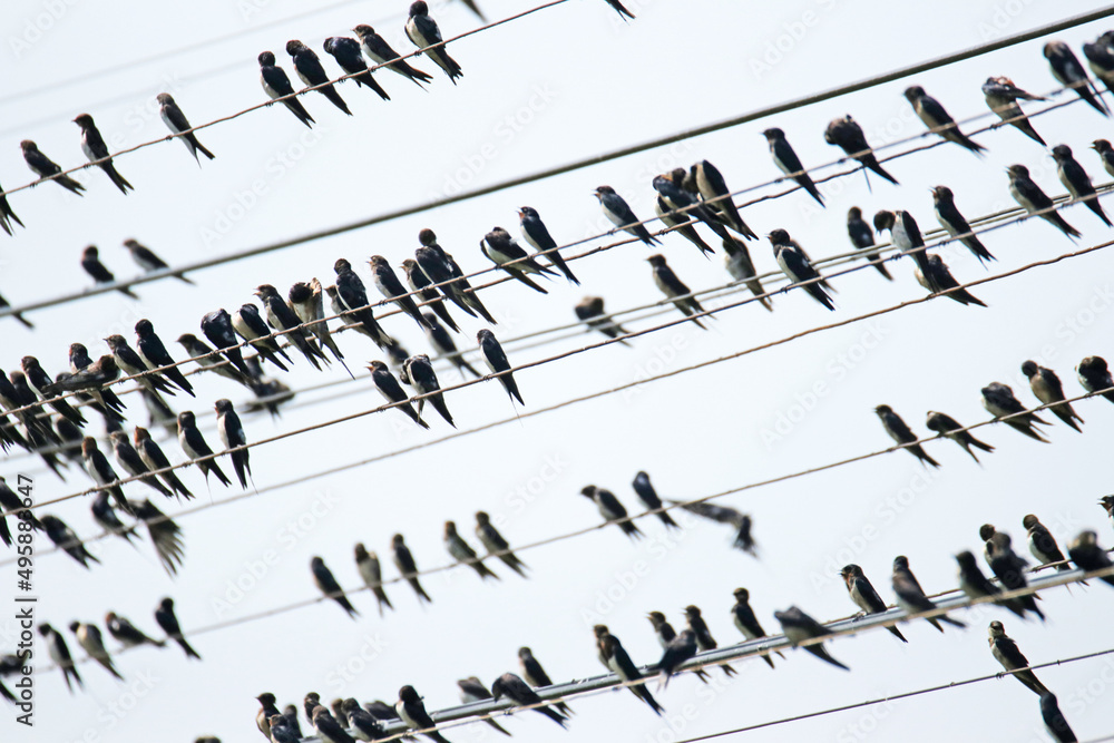 Fototapeta premium Many swallow on the line