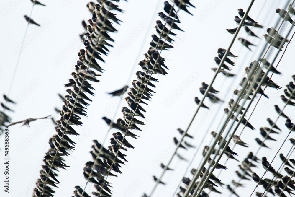 Fototapeta premium Many swallow on the line