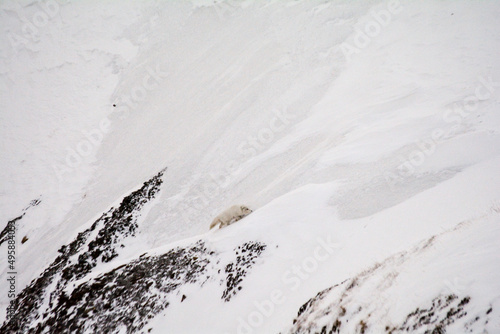 polar fox in its environment in Svalbard