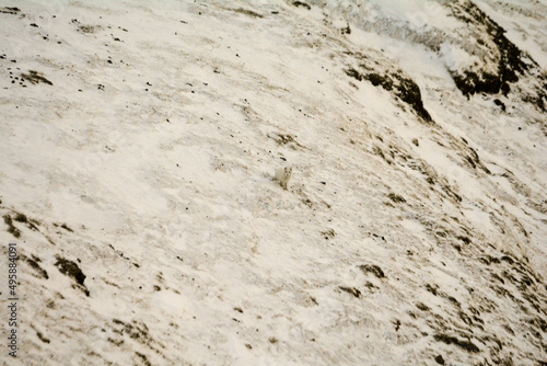 polar fox in its environment in Svalbard