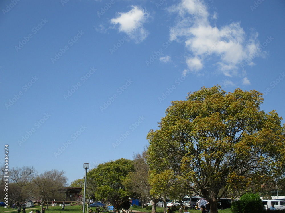 青空が美しい春の公園の風景