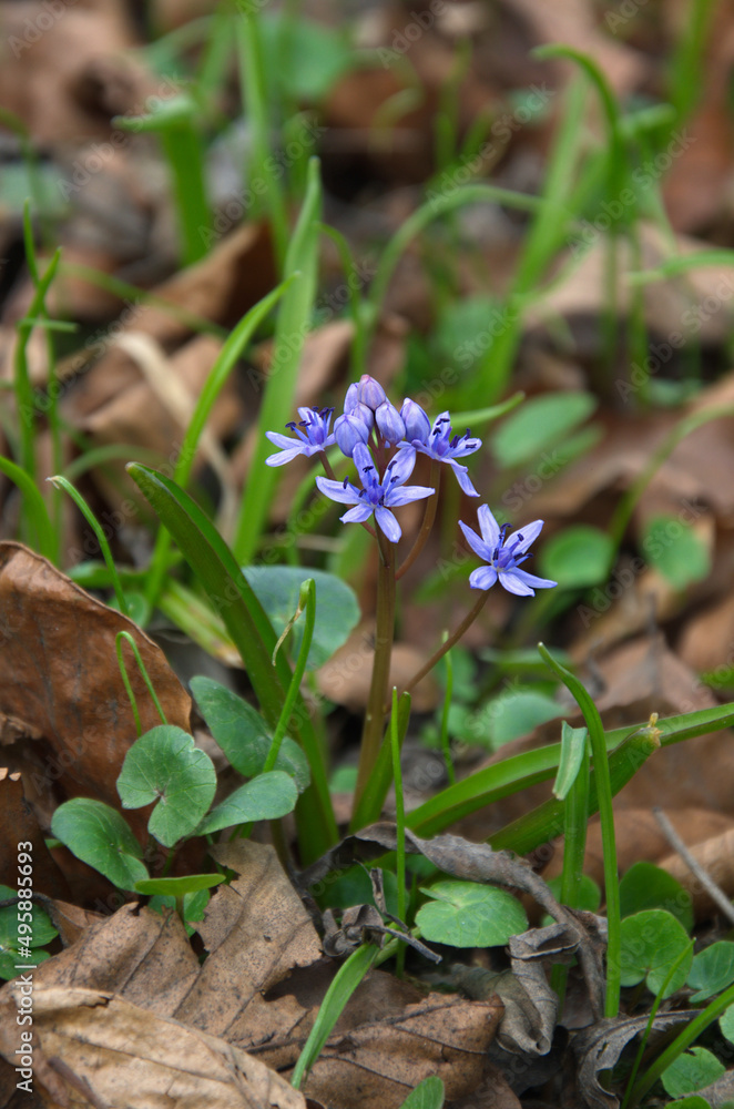 Scilla Siberica (Spring Beauty) blooms on a background of old leaves. Outdoors photo of first spring flowers Scilla Siberica (Spring Beauty) blooms on a background of old leaves. Outdoors photo of first spring flowers