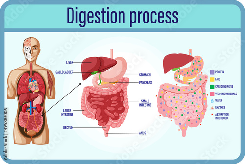Digestion anddigestion cells and small intestine